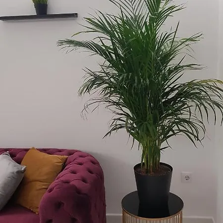 Pepi Puerto (adults Only) Apartment
